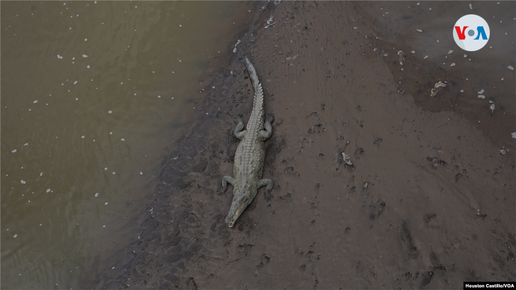 En el Río Tárcoles se estima que hay unos 2.000 cocodrilos aproximadamente.