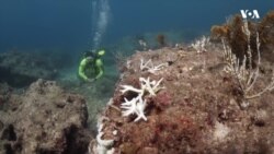 Изумираат коралите кај Флорида поради затоплувањето на океаните