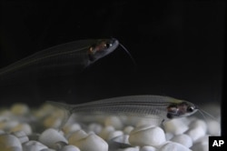 The ghost catfish has a see-through body that flickers with rainbow colors when the light hits it. Now, scientists have cracked the case of how the fish creates its iridescent glow. (Qibin Zhao via AP)