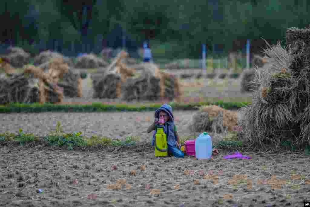 A Kashmiri boy sips tea as his parents work in a paddy field on the outskirts of Srinagar, Indian-controlled Kashmir.