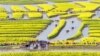 Para pengunjung melihat bunga rapa (rapeseed) yang sedang mekar di area pemandangan Xinghua Qianduo di Taizhou, provinsi Jiangsu, China timur. (AFP)