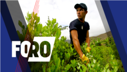 Política antidrogas de EEUU y el impacto de la coca en Colombia