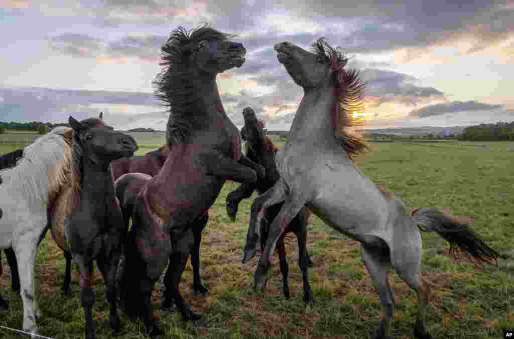 Icelandic horses play on a meadow in Wehrheim near Frankfurt, Germany, as the sun rises.