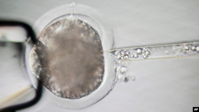 Seen through a microscope, DNA is removed from a pig egg cell near Blacksburg, Va., on May 30, 2024, before a genetically modified cell is ｉnserted. (AP Photo/Shelby Lum)