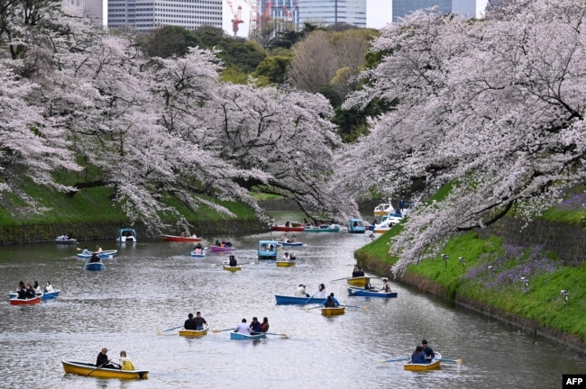 FILE - People float boats on Chidorigafuchi, one of the moats around the Imperial Palace, with cherry blossoms in full bloom in Tokyo on March 27, 2023. (Photo by Kazuhiro NOGI / AFP)
