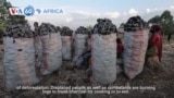 VOA60 Africa - UN warns of unprecedented levels of deforestation in DR Congo's North Kivu province