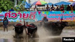 Para joki berkompetisi dalam festival balap kerbau tahunan Chonburi, provinsi Chonburi, Thailand, 6 Agustus 2023. (REUTERS/Athit Perawongmetha)