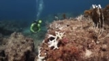 Еко-активисти во битка да ги спасат од исчезнување коралите кај Флорида