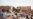 Analysts: Countries Concerned About Sudan War’s Impact on Broader Region