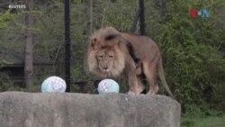 Велигденски јајца за животните во зоолошката градина во Загреб