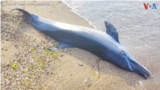 TV UKRAINE DOLPHIN DEATHS thumbnail