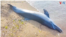 TV UKRAINE DOLPHIN DEATHS thumbnail