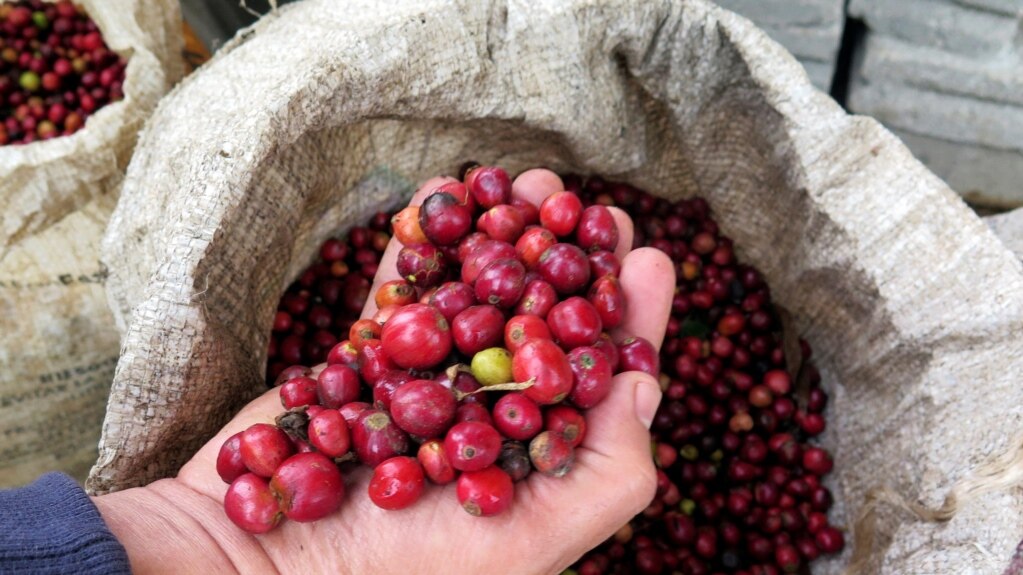 Company Tests Paying Coffee farmers Who Grow Sustainably