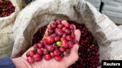 FILE - A Nestle employee holds robusta coffee beans at a farm near Chichapa, in Mexico's eastern Veracruz state January 8, 2015. Picture taken January 8, 2015. (REUTERS/David Alire Garcia/File Photo)