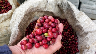 Company Tests Paying Coffee farmers Who Grow Sustainably