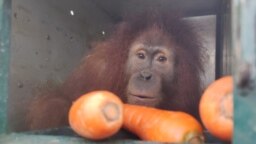 Orangutan Sumatra yang menjalani rehabilitasi di Sekolah Hutan Jantho Aceh. (Courtesy: BBKSDA Sumut)
