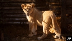 This photo supplied by Humane Society International shows Freya, a lion cub rescued from the wildfire trade in Lebanon, at the Drakenstein Lion Park sanctuary in Paarl, South Africa, June 27, 2024.