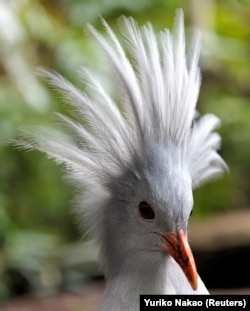 FILE - This photo of the endangered kagu was taken at the Preservation and Research Center in Yokohama, Japan, Oct. 25, 2010. (REUTERS/Yuriko Nakao)