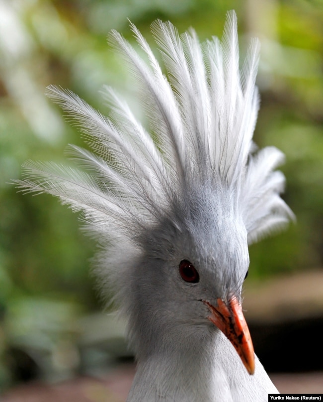 FILE - This photo of the endangered kagu was taken at the Preservation and Research Center in Yokohama, Japan, Oct. 25, 2010. (REUTERS/Yuriko Nakao)