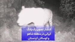 انتشار تصویر یک پلنگ ایرانی در منطقه شاهو و کوسالان کردستان