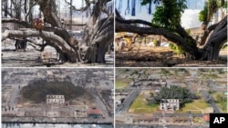 These photos show the historic banyan tree in Lahaina, Hawaii, immediately after the Maui wildfire on Aug. 11, 2023, top left, and Aug. 10, 2023, bottom left, and 11 months later on July 6, 2024, bottom right and top right.