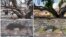 These photos show the historic banyan tree in Lahaina, Hawaii, immediately after the Maui wildfire on Aug. 11, 2023, top left, and Aug. 10, 2023, bottom left, and 11 months later on July 6, 2024, bottom right and top right.