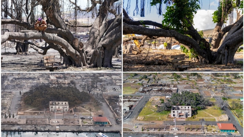 How Maui’s 151-year-old banyan tree is coming back to life after fire