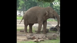 动物组织为河内动物园被铁链锁住的大象发出呼吁 