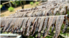 Chinese Medicinal Demand Fuels Earthworm Rush in Vietnam 