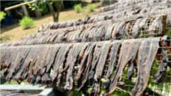 中國的中藥需求助長了越南的蚯蚓熱