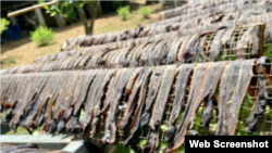 Earthworms are being dried for use in Chinese medicine in this web screenshot. Overharvesting in China has nearly caused eradication there. Now poachers are hunting and purchasing earthworms in Vietnam, upsetting the environmental balance there.