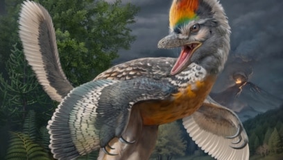 Unusual Bird-like Dinosaur Discovered in China