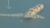 26 Mart 2024 - ABD’nin Maryland eyaletindeki liman kenti Baltimore'da Francis Scott Key Köprüsü, bir yük gemisinin çarpması sonucu yıkıldı