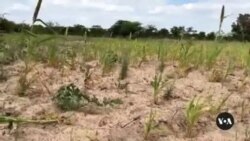 World Food Program: Zimbabwe's Food Insecurity Is Worsening
