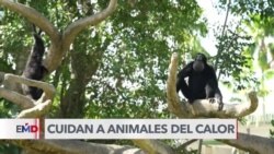 Protegen a animales del calor extremo en Zoológico de Miami