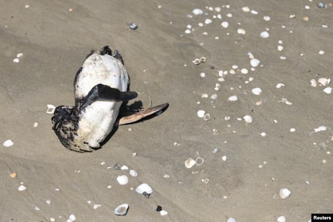 A dead penguin lies on the Atlantic Ocean's coast, during a Bird Flu outbreak, in Sao Jose do Norte, in the State of Rio Grande do Sul, Brazil, November 21, 2023. (REUTERS/Diego )