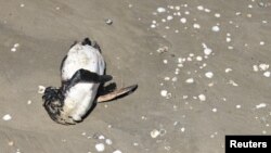 Seekor penguin yang tewas akibat terpapar flu burung terbaring di pesisir Samudra Atlantik di Sao Jose do Norte, negara bagian Rio Grande do Sul, Brazil, pada 21 November 2023. (Foto: Reuters/Diego)