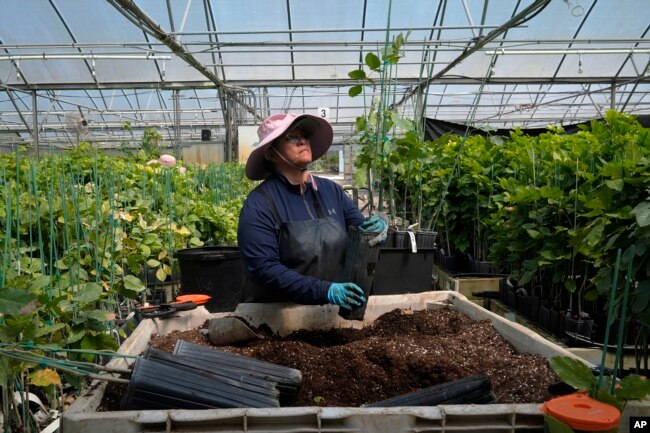 A Terviva employee puts a pongamia tree in a larger pot at the company's nursery, Thursday, March 21, 2024, in Fort Pierce, Fla. (AP Photo/Marta Lavandier)