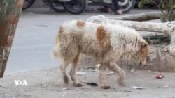 Li Girkê Legê Pirsgirêka Kûçikên Bêxwedî Benda Çareserkirinê Ye