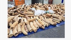 Hải quan Hải Phòng bắt giữ 7 tấn ngà voi xuất phát từ Angola, đi qua Singapore | VOA 