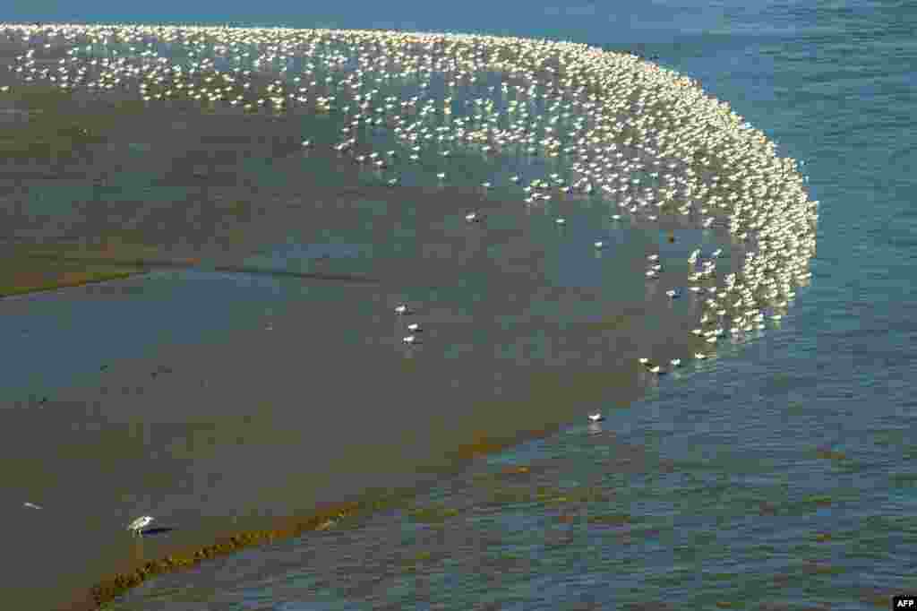 This aerial photo taken on Feb. 19, 2023 shows pied avocets resting at the coastal wetlands near the mouth of the Linhong River in Lianyungang, in China's eastern Jiangsu province.