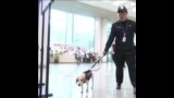 韩国动用嗅探犬 避免人们从巴黎奥运带回臭虫 