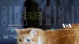 NASA Kirim Video 'Kucing Oyen' dari Antariksa