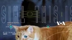 NASA Kirim Video 'Kucing Oyen' dari Antariksa