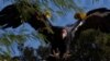FILE - Seekor burung Condor California bernama Molloko di Taman Safari Kebun Binatang San Diego di Escondido, California, AS, 2 November 2021. (REUTERS/Mike Blake)
