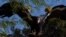 FILE - Seekor burung Condor California bernama Molloko di Taman Safari Kebun Binatang San Diego di Escondido, California, AS, 2 November 2021. (REUTERS/Mike Blake)