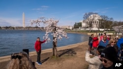 Visitors flock to Washington every spring to view the cherry trees growing near the Washington Monument and Jefferson Memorial on March 19, 2024.