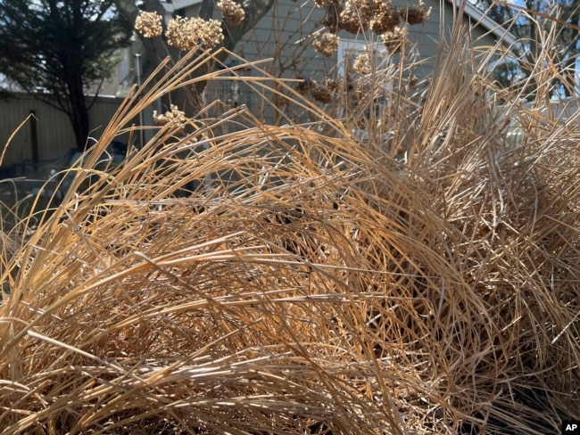 Dead plant material shelters sleeping insects until they awake in mid to late spring, March 15, 2023. (Jessica Damiano via AP)