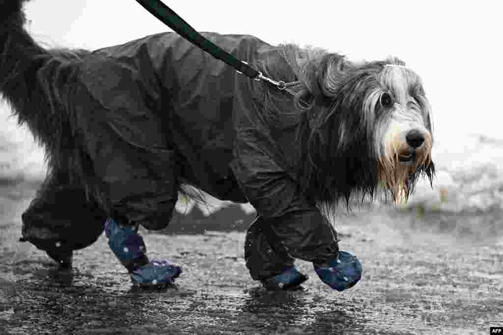 A dog wearing a coat during severe weather arrives for the second day of the Crufts dog show at the National Exhibition Centre in Birmingham, central England.