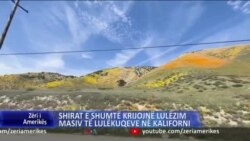 Shirat e shumtë krijojnë lulëzim masiv të lulekuqeve në Kaliforni 